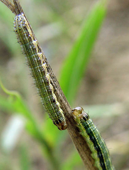 cabi-compendium-invasive-species-fall-armyworm-cabi-digital-library